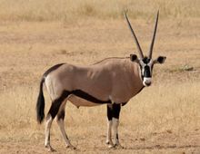 Gemsbok, Kgalagadi Transfrontier Park, South Africa
