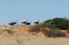 Ostriches, Kgalagadi Transfrontier Park, South Africa