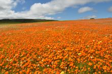 wildflowers in bloom, South Africa