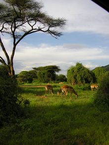 impala, Serengeti, Tanzania