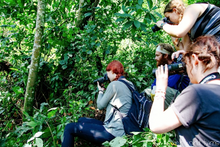 Gorilla trek, Bwindi Impenetrable National Park, Uganda