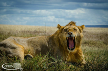 lion, Masai Mara, Kenya