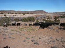 Cattle drive, Creek Working Ranch, New Mexico