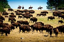 Custer State Park Annual Buffalo Roundup, South Dakota