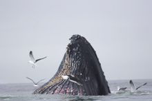 Humpback whale