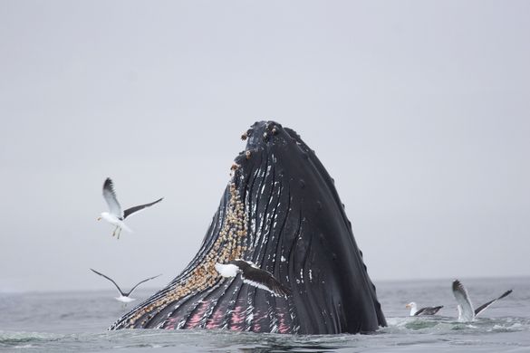 Humpback whale