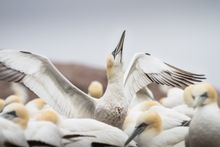 Gannets