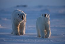 Polar Bears in Spitsbergen