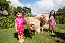 Emily Kong age 4 (left) and Shirley Kong age 6 (right) with Fred and Truffles