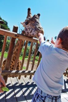 Child Feeding Giraffe at Santa Barbara Zoo