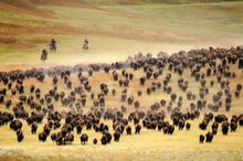 Buffalo Roundup South Dakota