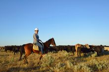 Early morning on the stock route