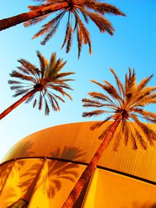 Anaheim Convention Center Arena palm trees