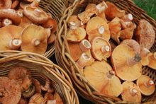 Foraging events at High Country Harvest