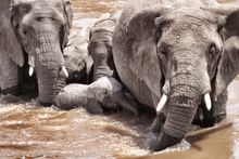 Elephants crossing Mara River