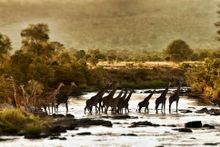 Griaffe Crossing below Serian