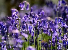 Bluebells are out at the Outwoods