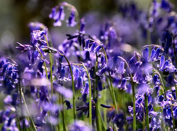 Bluebells are out at the Outwoods