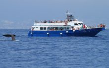 Whale watching