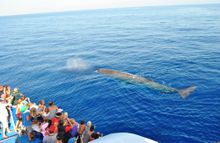 Whale watching in Liguria