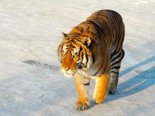 Siberian Tiger