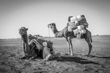 Camel and supplies -Camp Adounia