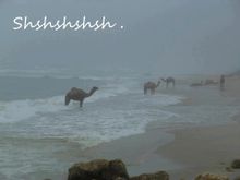 Camels in the sea at Camp Adounia