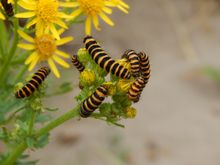 Junior 12-16 - Jazzy Caterpillars - Jocelyn King