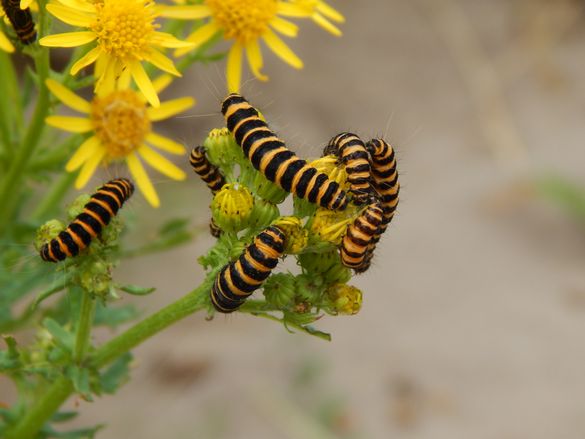 Junior 12-16 - Jazzy Caterpillars - Jocelyn King