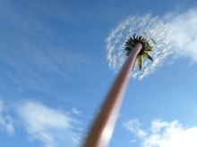 Junior under 12 - Sky Blue - Anna Smart