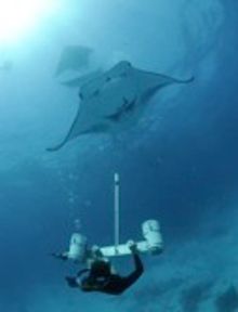 Manta Expedition