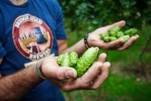 Local hops and local brewers are the heroes at the High Country Hops Festival
