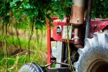 Rostrevor Hops Garden will open for a tour as part of High Country Hops Festival