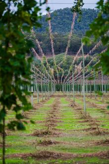 Rostrevor Hops Garden image 2
