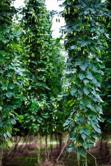 Rostrevor Hops Garden image 3