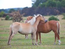 New Forest ponies