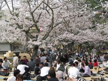 Hanami party