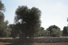 Olive tree in Ostuni