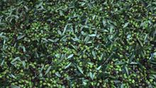 Olives 2