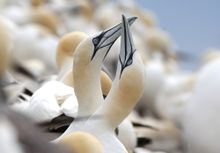 Bass Rock gannets
