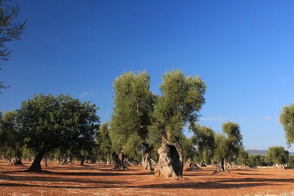 Olive tree near Masseria Torre Coccaro