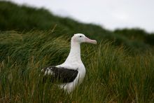 Albatross Prion Island  South Georgia