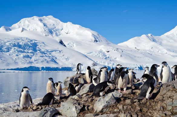 Chinstrap Rookery Antarctic Peninsula