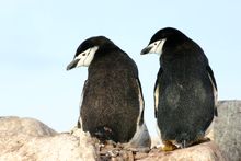 Chinstrap Penguins