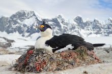 Blue-eyed Shag - Antarctic Peninsula