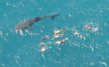 Whale Sharks in Australia's Coral Coast