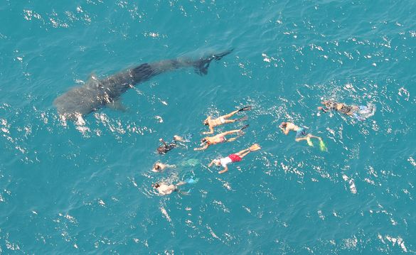 Whale Sharks in Australia's Coral Coast