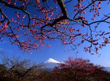 Mount Fuji Cherry Blossoms