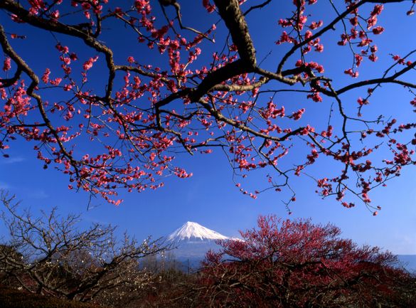 Mount Fuji Cherry Blossoms Mount Fuji Cherry Blossoms