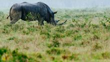 Rhino